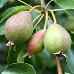 green pear garden