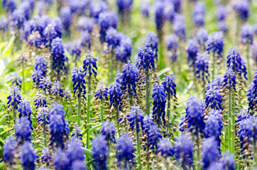 Obraz premium blue flowers of Mouse hyacinthe Muscari plant
