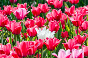 large blooming flower bed with pink hybrid tulips