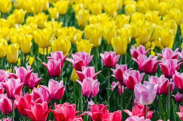 large blooming flower bed with pink and yellow hybrid tulips