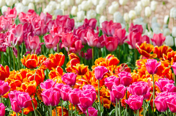 large blooming flower bed with puple pink and white hybrid tulips