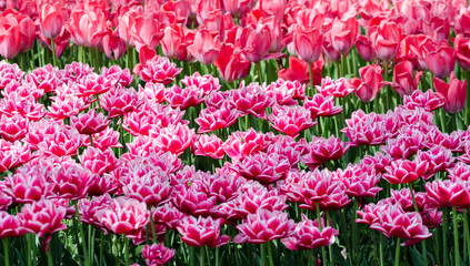 large blooming flower bed with puple and pink hybrid tulips