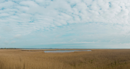 Obraz premium view over reed and water