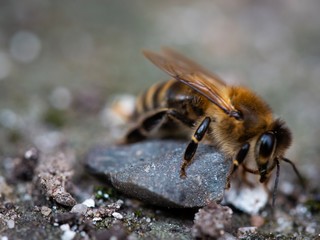 Biene auf Stein