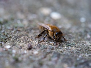 Biene liegend auf Steinboden 