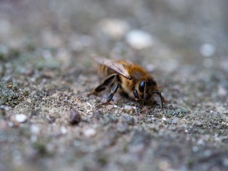 Biene liegend auf Steinboden 
