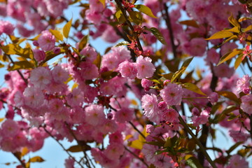 różowe kwiaty kwitnącej wiśni japońskiej 2