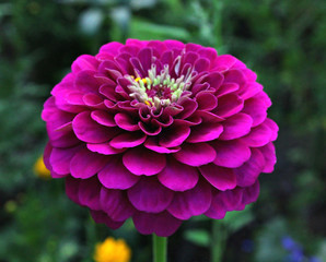 Obraz premium beautiful pink flower in summer garden