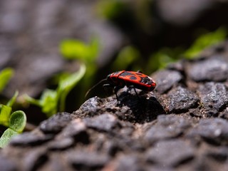 Feuerwanze krabbelt in einen Spalt 
