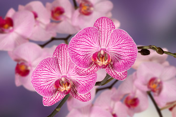 Pink orchid phalaenopsis isolated on blue background