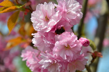różowe kwiaty kwitnącej wiśni japońskiej 4