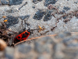 Feuerwanze krabbelt aus einen Spalt © Corinna