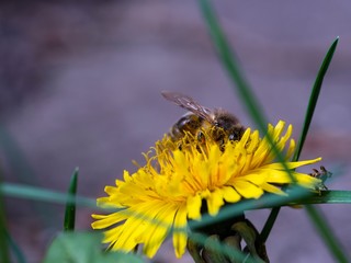 Biene auf Löwenzahn 