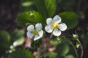 Flower of strawberries in the garden.