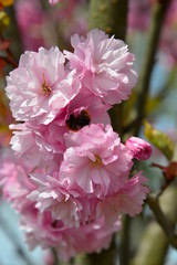 różowe kwiaty kwitnącej wiśni japońskiej 5