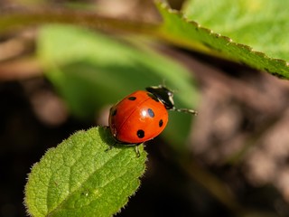 Marienkäfer auf einem Blatt