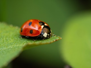Marienkäfer auf einem Blatt