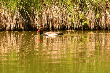 the red duck floats by the shore around the reed and looks for food