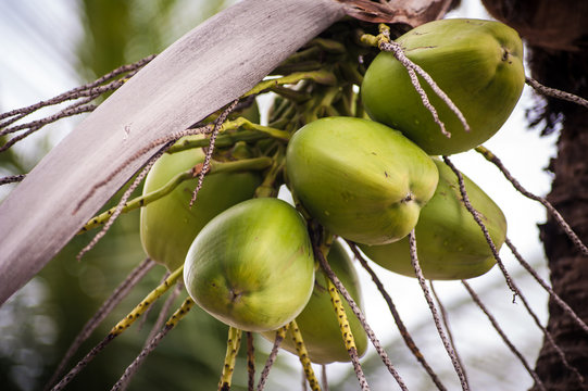 Coqueiro com Cacho de Cocos