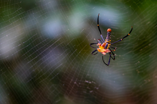 Banana spider on its web touching flower