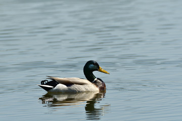 Fototapeta premium the red duck floats by the shore around the reed and looks for food