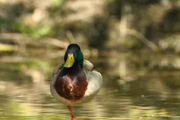 a portrait of a wild duck standing on one foot by the pond