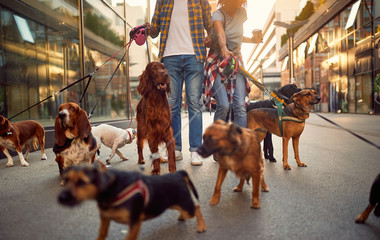 couple dog walker in the street with dogs.