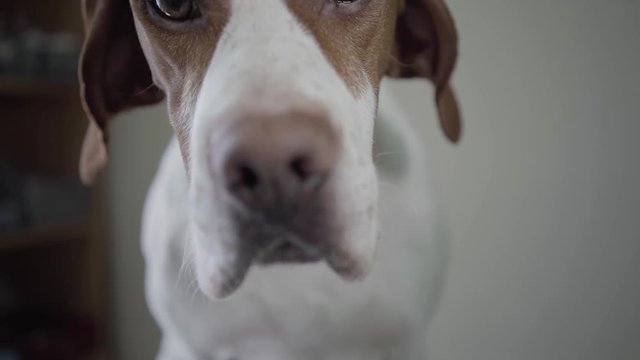 Close up portrait sad pointer dog with brown spots looking in the camera. Adorable dog with kind hazelnut eyes licking himself and sniffing. The pet in the veterinary clinic