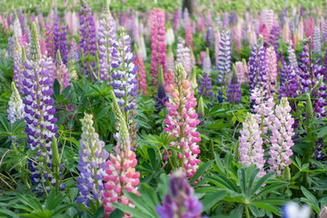 Lupinus, lupin, lupine field with pink purple and red flowers. 