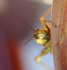 Sometimes the locusts are solitary insects and with a lifestyle very similar to that of the locusts
