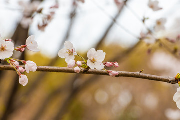 Beautiful cherry blossom sakura in spring time