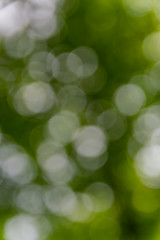 Obraz premium Nature,environment,parks,forests and texture concept: natural blurred background with green leaves and trees.