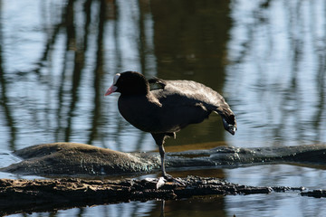 Bl&auml;sshuhn Ballet