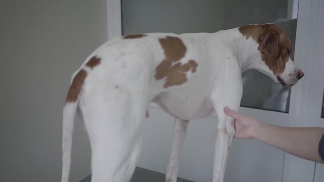 English Pointer dog in veterinary clinic. Beautiful gentle dog