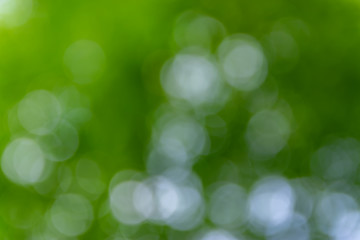 Nature,environment,parks,forests and texture concept: natural blurred background with green leaves and trees.