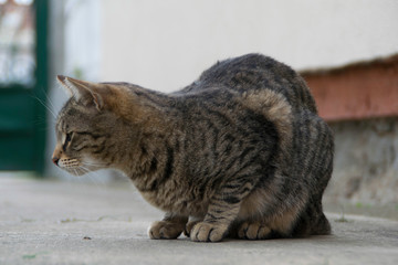Tabby cat on the concrete