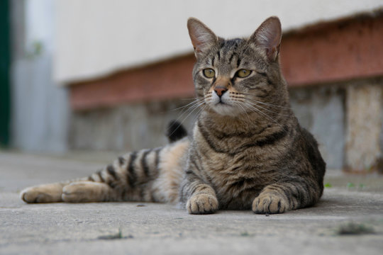 Beautiful gray striped kitten lying on the concrete