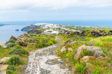 Fototapeta na wymiar View of wild flowers, Aegean Sea and village Oia in the distance, Santorini, Greece