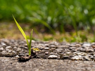 Gras wachsend zwischen Platten aus Stein 
