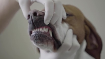 Hands of veterinarian specialist in rubber gloves checking pointer dog's mouth and teeth in an animal hospital. Pet health care and medical concept. Slow motion