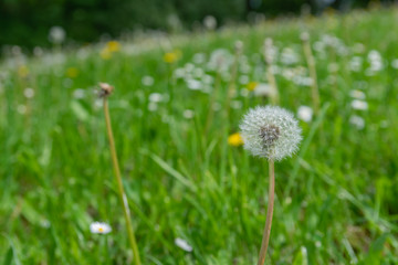 Close-up of ripe dandelion seeds ready to fly.
