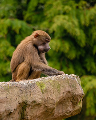 Monkey business at Paignton Zoo, UK