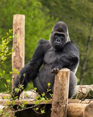 Monkey business at Paignton Zoo, UK