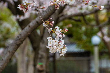 Beautiful cherry blossom sakura in spring time