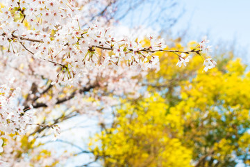 Beautiful cherry blossom sakura in spring time