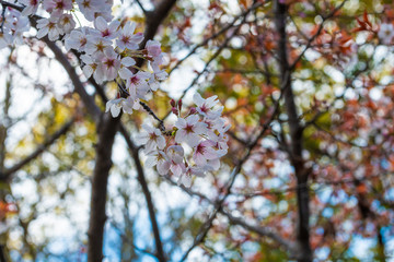 Obraz premium Beautiful cherry blossom sakura in spring time