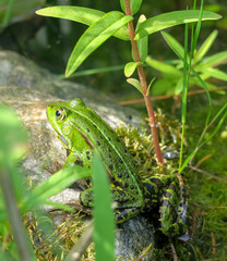 Grüner Frosch am Teich