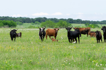 Herd of Longhonr Cattle Standing in Green Pasture