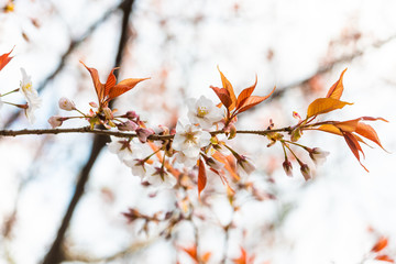 Beautiful cherry blossom sakura in spring time