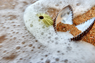 Shells in foam